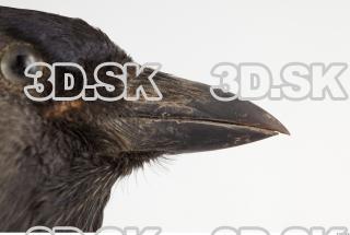 Jackdaw - Corvus monedula 0042